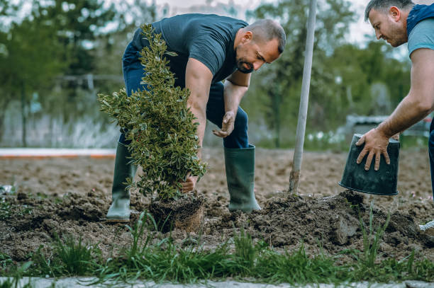 Best Lawn Grading and Leveling  in Blackwell, OK